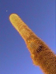 l'ile est hérissée de cactus